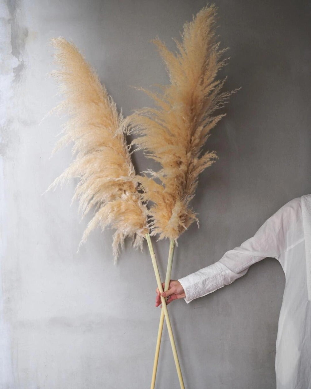 Pampas Grass Decor 10 Stalks 45 Inch Tall Natural Dried Fluffy Plumes for Floor Vase, Living Room, Boho Wall Decor & High-End Home Decoration