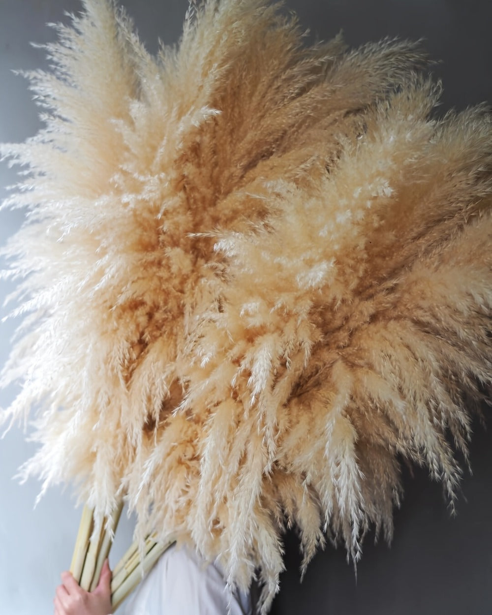 Pampas Grass Decor 10 Stalks 45 Inch Tall Natural Dried Fluffy Plumes for Floor Vase, Living Room, Boho Wall Decor & High-End Home Decoration