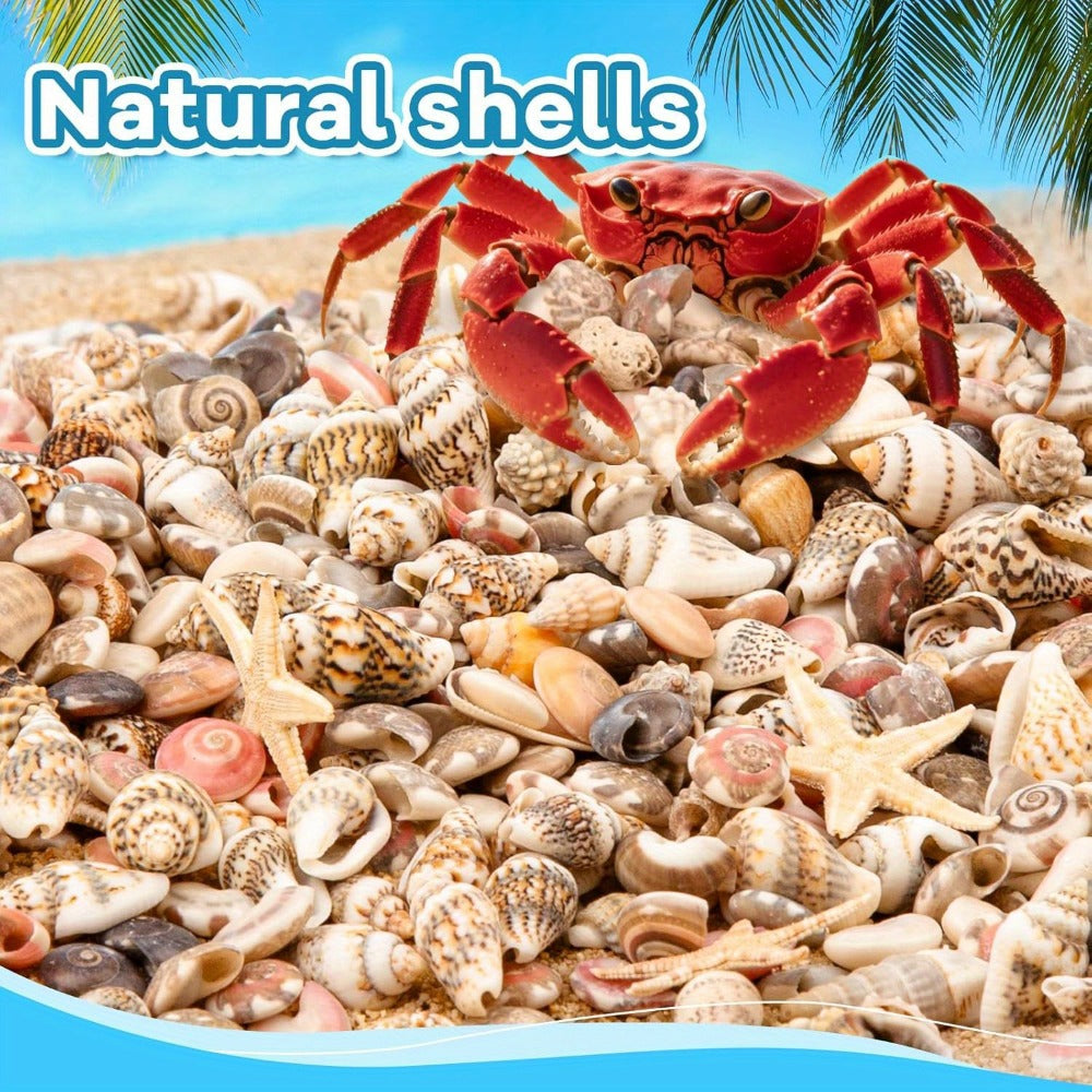 Tiny Seashells Starfish Bulk Set Beach Decor Crafts Vase Filler
