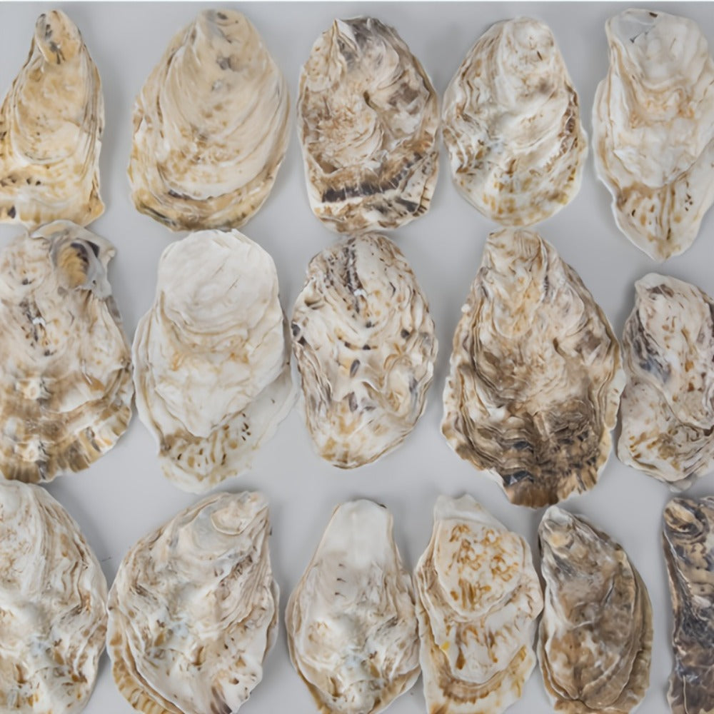 Natural Flat Oyster Shells for Crafts ¨C 17pcs 3-5in Disk Shaped Sea Shells, Vase Filler, DIY Arts & Crafts, Christmas Ornaments, Home Decor, Beach Wedding Decoration