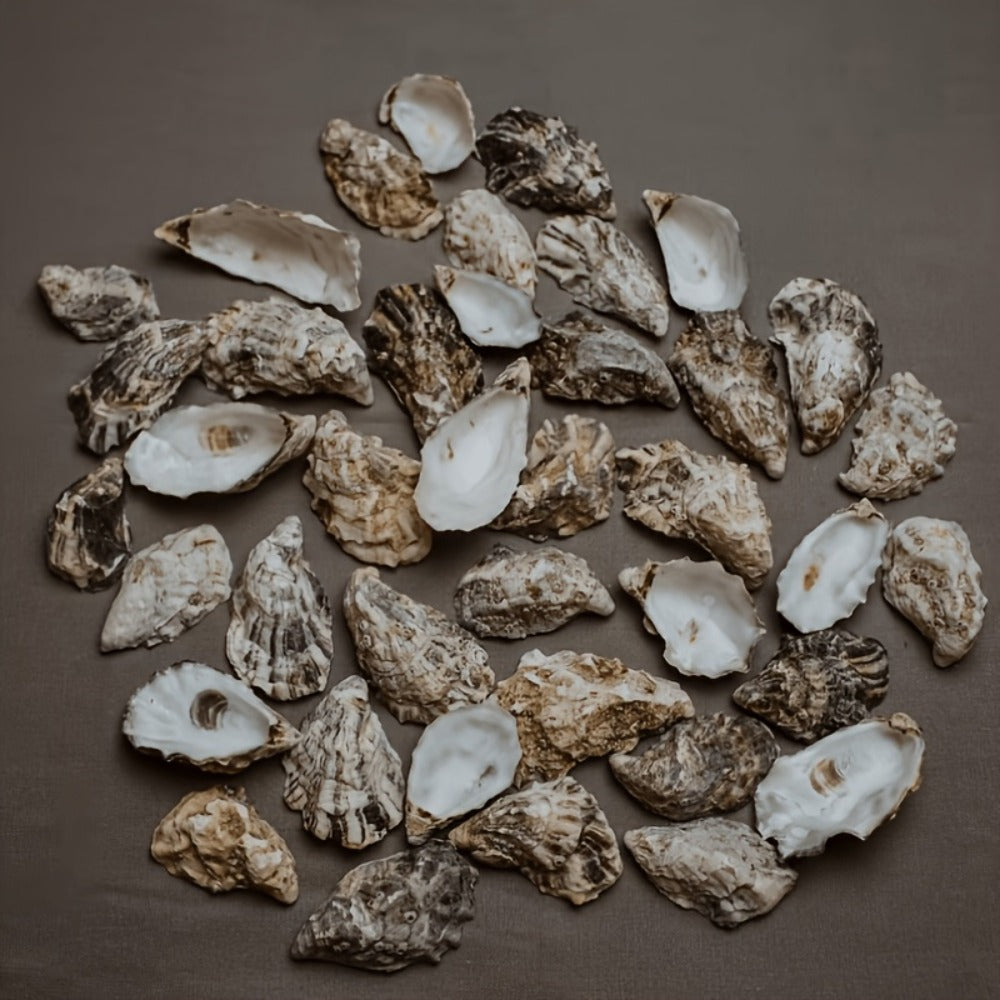 Natural Flat Oyster Shells for Crafts ¨C 17pcs 3-5in Disk Shaped Sea Shells, Vase Filler, DIY Arts & Crafts, Christmas Ornaments, Home Decor, Beach Wedding Decoration