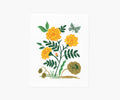 French Marigold Art Print