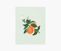 Orange Blossom Art Print