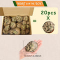 Rose of Jericho 20pcs - Selaginella Lepidophylla Dried Prayer Plants for Spiritual Purification, Home Decor & Luck - Sacred Resurrection Fern Gift Set