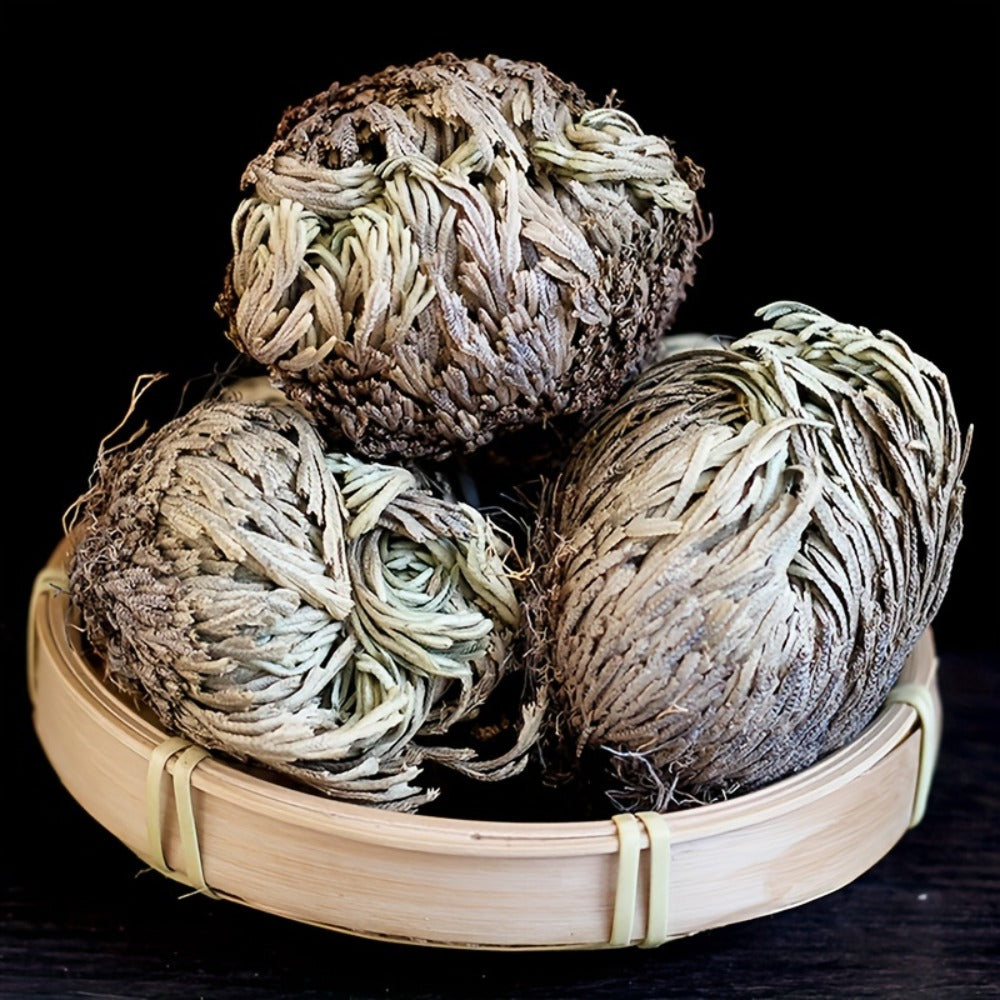 Rose of Jericho 20pcs - Selaginella Lepidophylla Dried Prayer Plants for Spiritual Purification, Home Decor & Luck - Sacred Resurrection Fern Gift Set