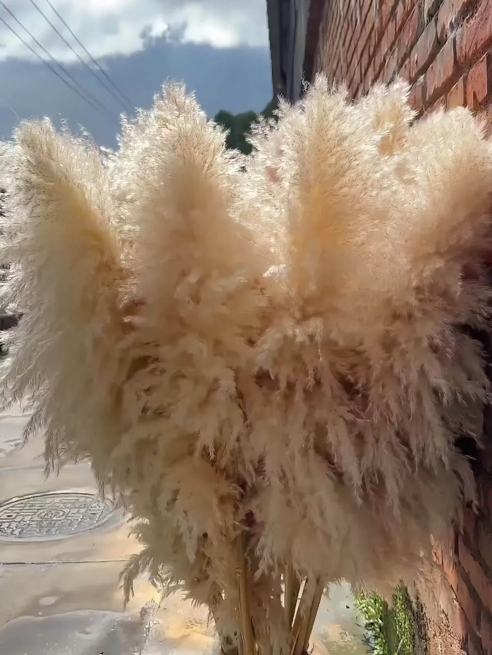 Pampas Grass Decor 10 Stalks 45 Inch Tall Natural Dried Fluffy Plumes for Floor Vase, Living Room, Boho Wall Decor & High-End Home Decoration