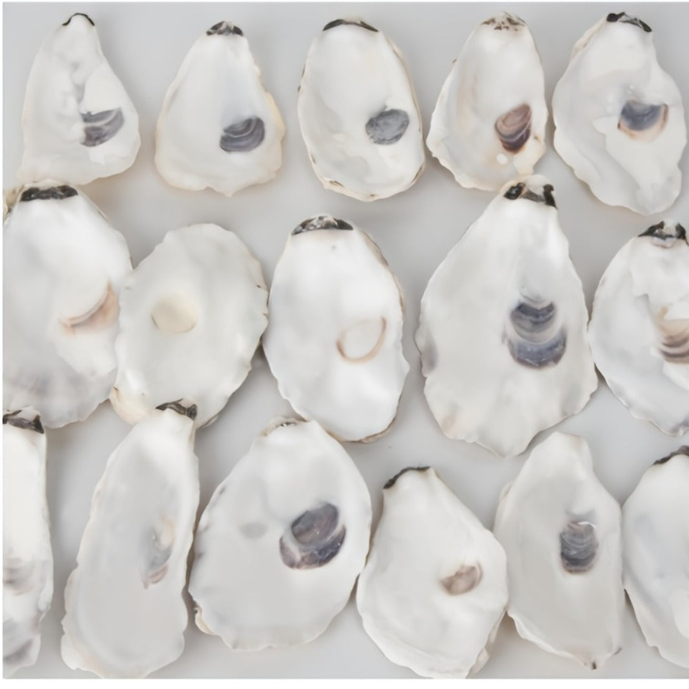 Natural Flat Oyster Shells for Crafts ¨C 17pcs 3-5in Disk Shaped Sea Shells, Vase Filler, DIY Arts & Crafts, Christmas Ornaments, Home Decor, Beach Wedding Decoration