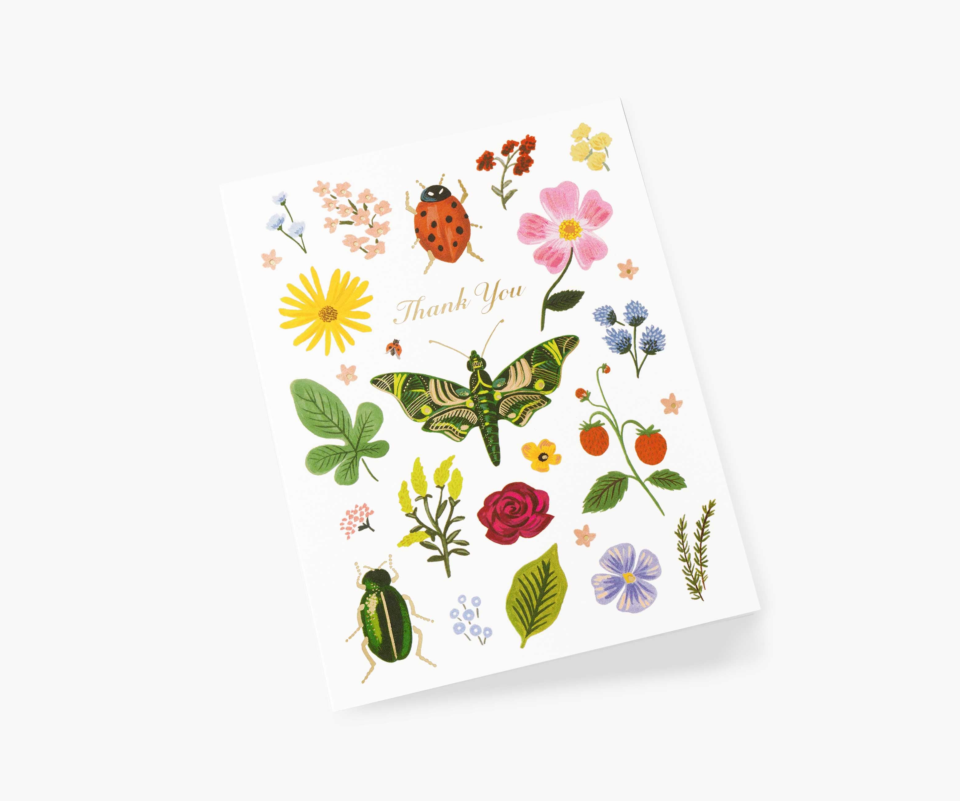 Curio Thank You Cards - Boxed Set