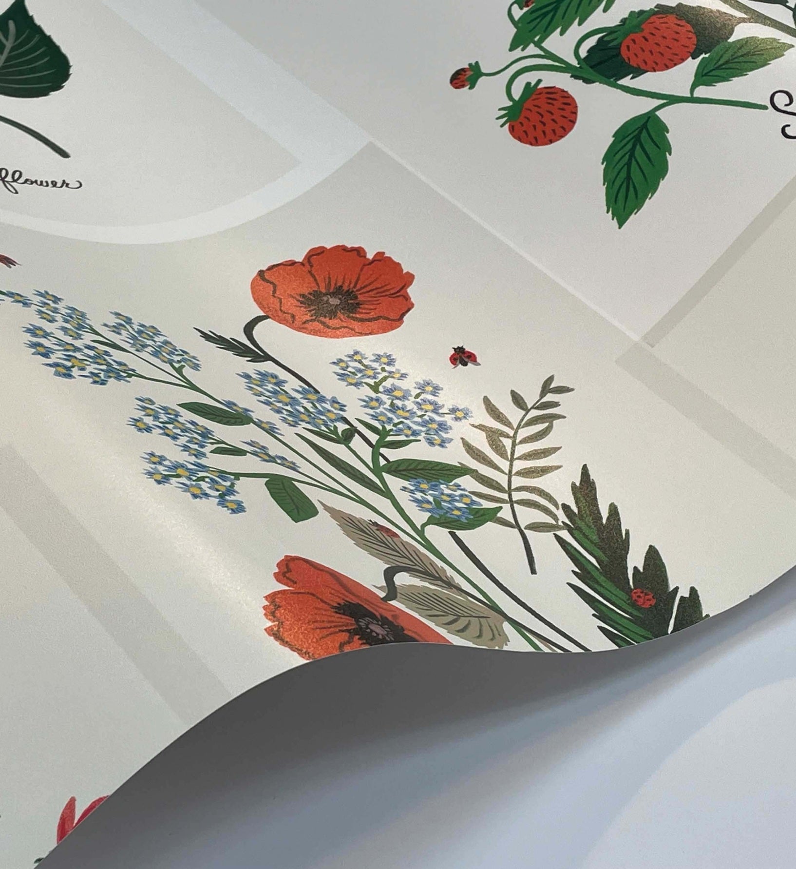 Botanical Prints Wallpaper - White